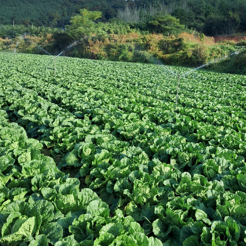 HACCP인증 맛있는 국산 해남 절임배추20kg