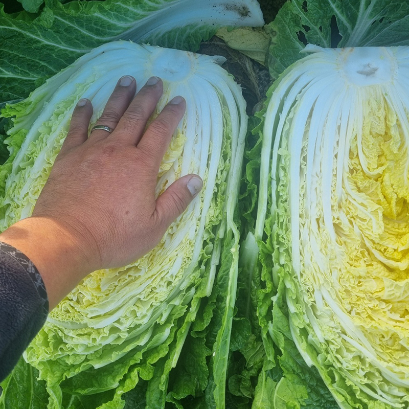 맛있는 국산 해남 절임배추