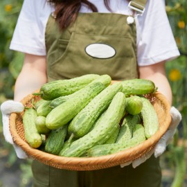 싱싱한 국내산 백오이